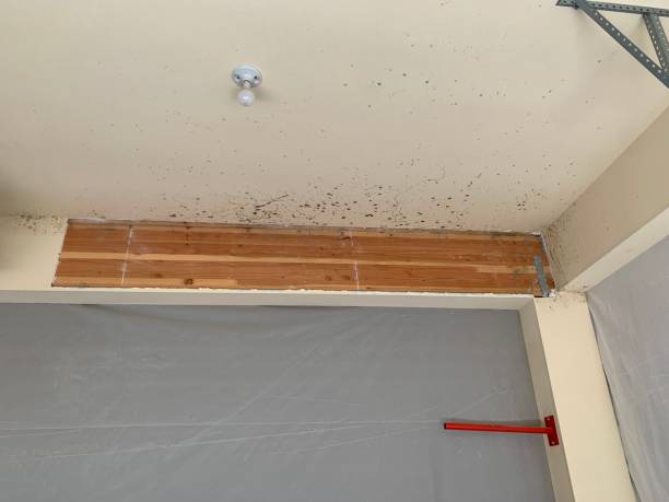 Best Asbestos and Lead Testing During Mold Inspection  in Beverly, OH