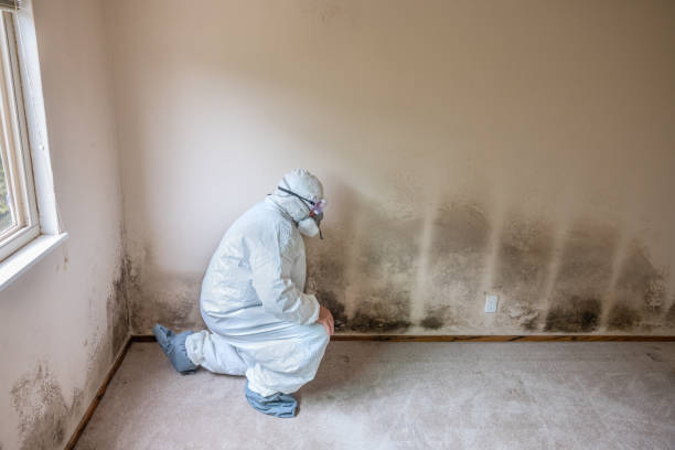 Best Emergency Mold Remediation  in Beverly, OH