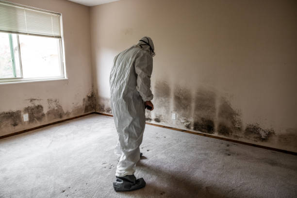 Environmental Consulting for Mold Prevention in Beverly, OH